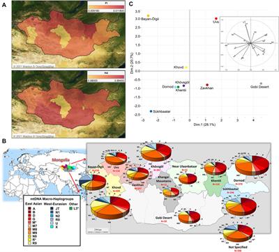 Mitochondrial DNA Footprints from Western Eurasia in Modern Mongolia